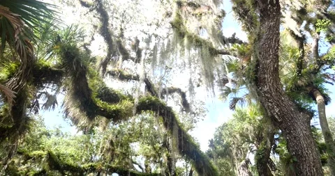 Trees in the swamp Stock Footage 136061016