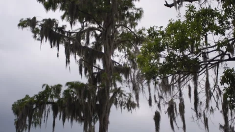 Trees in Swamp Stock Footage 321320932
