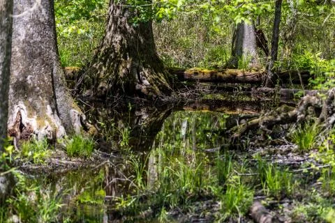 Trees in a swamp Stock Photos