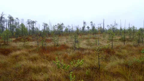 Trees on the swamp in Siberia Stock Footage 170851449