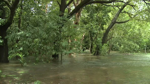 Trees Swamped By Flash Flood In Australia Stock Footage