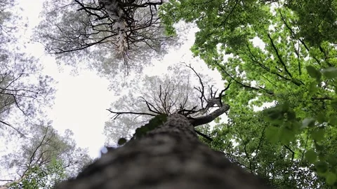 Trees sway gently in the wind Video stock 131604845