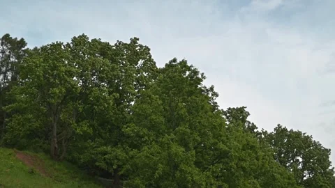Trees sway gently as winds blow through, set against a backdrop of a gray sky. Stock Footage 339024328