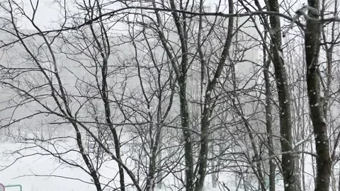 The trees sway from the gusts of snowy wind. Stock Footage 281730156