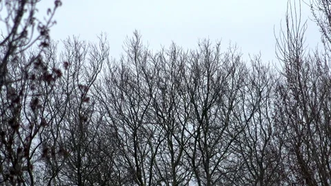Trees Sway In Strong Winds Vidéo 332797112