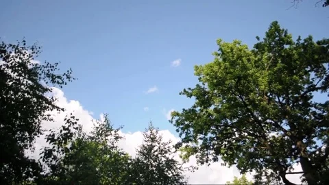 The trees sway in the wind, against the blue sky and clouds Stock Footage 76740923