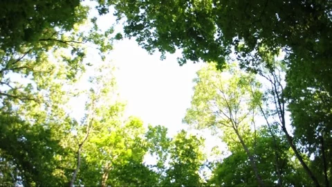 The trees sway in the wind, against the blue sky and clouds Stock Footage 76742180