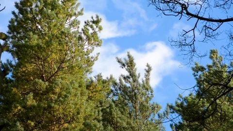 Trees sway in the wind in the city during the day in the autumn Stock Footage 95784036