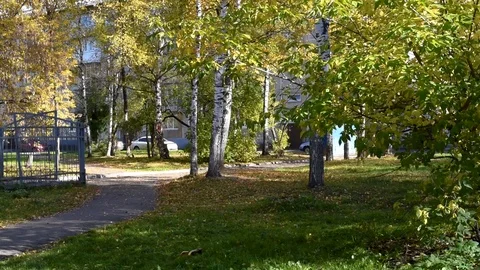 Trees sway in the wind in the city during the day in the autumn Stock-Footage 95927523