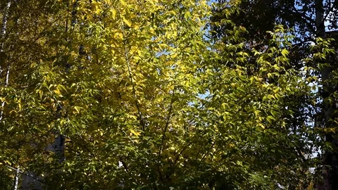 Trees sway in the wind in the city during the day in the autumn Stock-Footage 95927539