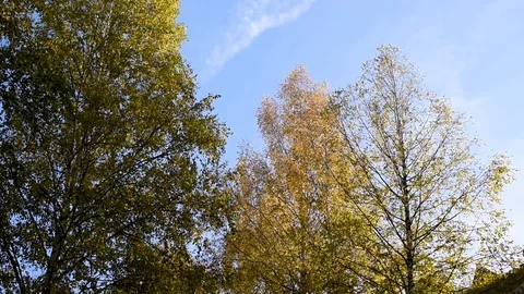 Trees sway in the wind in the city during the day in the autumn Stock Footage 95927564