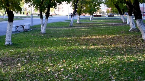 Trees sway in the wind in the city during the day in the autumn Stock Footage 96065186