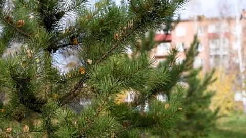 Trees sway in the wind in the city during the day in the autumn Stock Footage 102244153