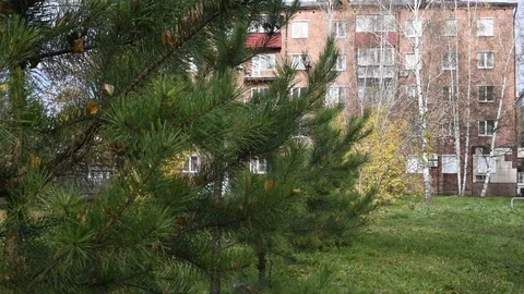 Trees sway in the wind in the city during the day in the autumn Stock Footage 102244159