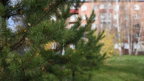 Trees sway in the wind in the city during the day in the autumn Stock Footage 102244193