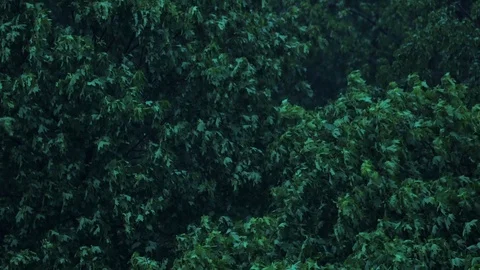 Trees sway in wind close up, green forest in rainy windy weather, view from Stock Footage 107873575