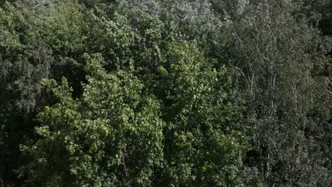 The trees sway in the wind Video stock 97671812
