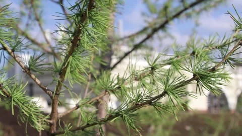 Trees sway in the wind Stock Footage 145538240