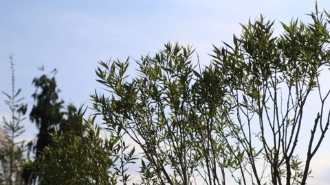 Trees sway in the wind Stock Footage 145538260