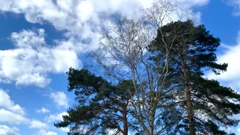 Trees sway in the wind Stock Footage 176837617