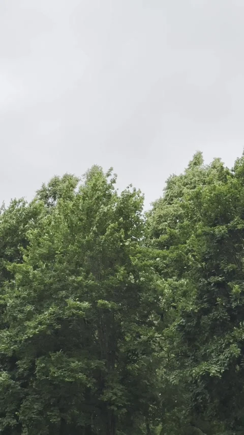 Trees sway in the wind. Stock Footage 323372655