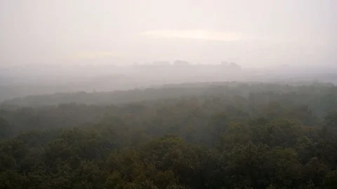 Trees sway in wind, green forest in rainy windy weather, view from above Video stock 95907665