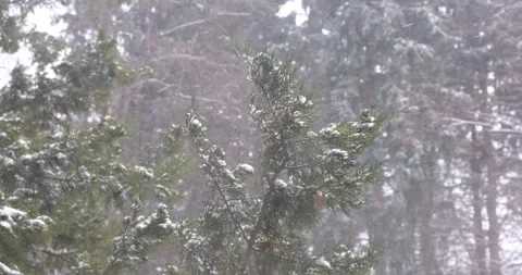 Trees sway in the wind in the park during a heavy snowstorm. Stock Footage 171970849