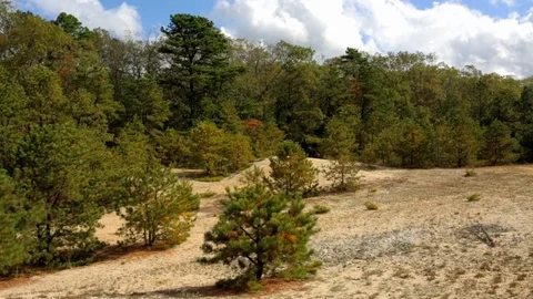 Trees Sway in wind in Small Desert in the Long Island Pine Barrens 스톡 동영상 90819117