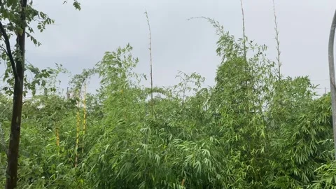 Trees  swayed by the wind Stock Footage 301181503