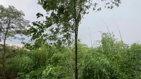 Trees  swayed by the wind Stock Footage 301181570