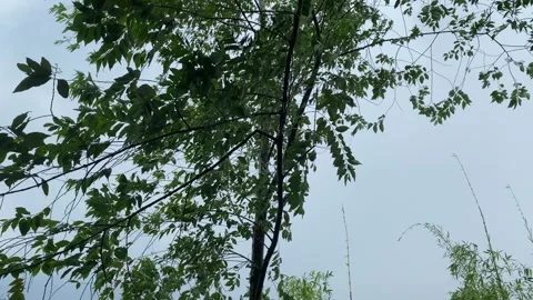 Trees  swayed by the wind Stock Footage 301181847