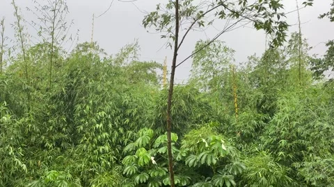 Trees  swayed by the wind Stock Footage 301181909
