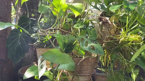 Trees  swayed by the wind Stock Footage 302160406