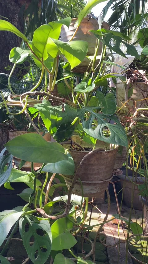 Trees  swayed by the wind Stock Footage 302160433