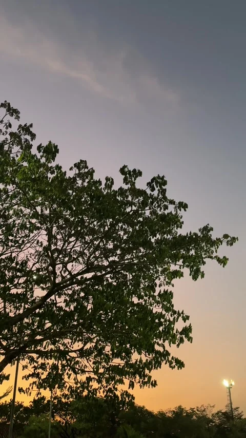 Trees Swayed by Winds on Sunset Sky Vídeo Stock 342686350