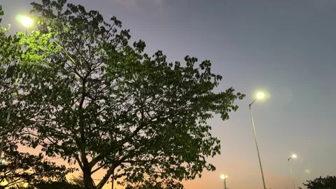 Trees Swayed by Winds on Sunset Sky Vídeo Stock 342686384