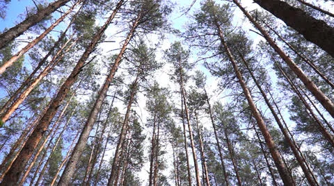 Trees swaying against the sky. Stock Footage 24288638