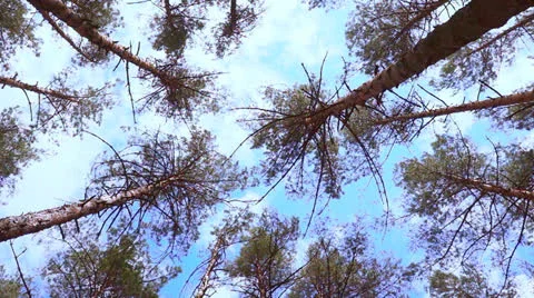 Trees swaying against the sky. Stock Footage 24288714