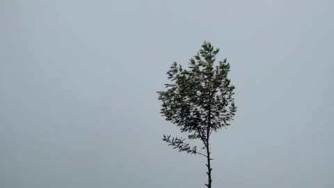 Trees swaying against a white mist background Stock Footage 280376665