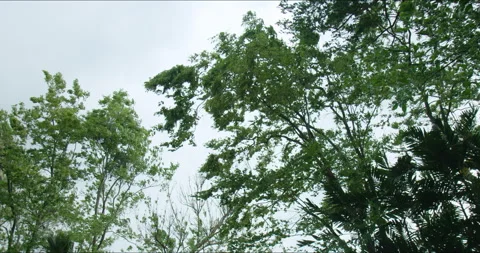 Trees swaying and bending during strong wind blowing with cloudy sky. Video stock 284720761
