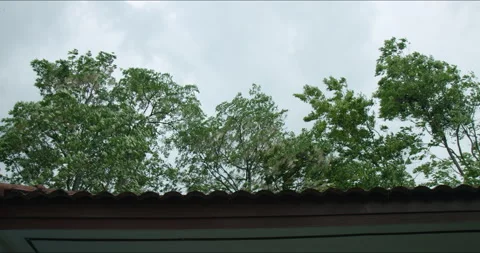 Trees swaying and bending during strong wind blowing above the roof. Video stock 284720798