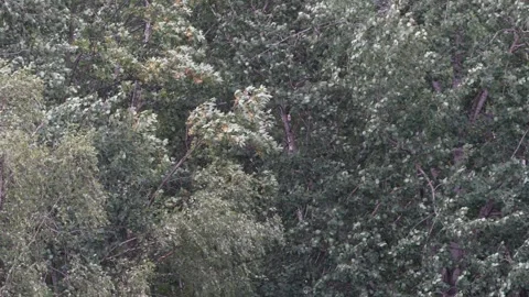 Trees swaying and waving in strong wind before a storm Stock Footage 341738371