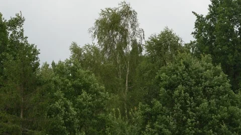 Trees swaying and waving in strong wind before a storm Stock Footage 341739701