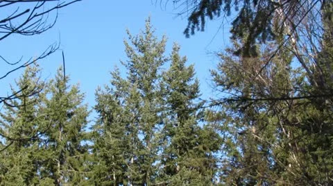 Trees swaying in the breeze Stock Footage 10936358