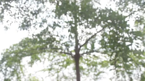 Trees swaying in breeze 库存影片 331278025