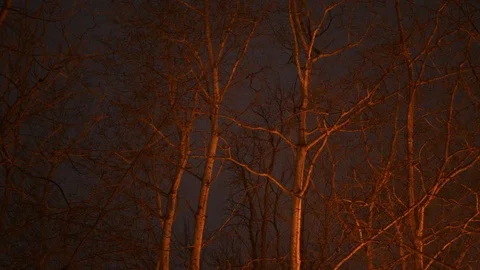 Trees swaying in the dark Stock Footage 108518730