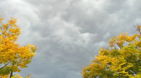 Trees Swaying in a Fall Storm Stock Footage 58472143