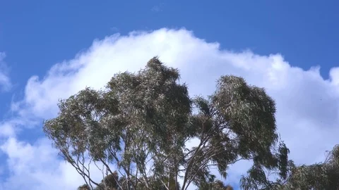 Trees swaying harshly in the wind Stock-Footage 87121370
