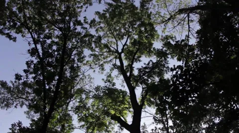 Trees swaying loop Stock Footage 27478609