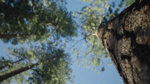 Trees swaying rack focus forest wide 4k Video stock 314925425